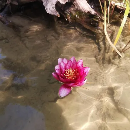 Stodoła Naturalnie - Wyjątkowy Dom Z Balią Na Kaszubach Nad Jeziorem *